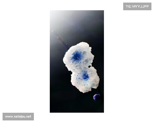 巴舒亚伊语言五大特点解析及其文化影响深度剖析